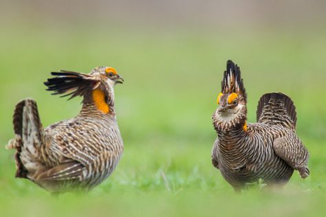 Prairie Chicken, Bird Taxidermy, Exotic Pet, Wildlife Pictures, American Animals, Get Lucky, Last Stand, Early In The Morning, Chur