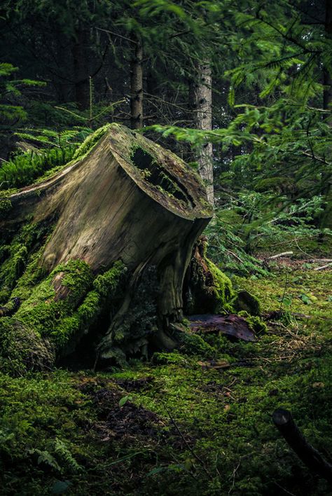 ¨`*:☆ мᾄʛἷƈᾄł ᾧὄὄḋłᾄᾗḋ ☆:*´¨ Moss Garden, Old Tree, Forest Floor, Tree Stump, Walk In The Woods, Tree Forest, Magical Forest, Dark Forest, Enchanted Forest