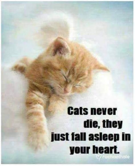 Gato Angel, Cat Loss, Pet Remembrance, Image Chat, Angel Cat, Pet Sympathy, Cat Memorial, Sleep Well, Cat Quotes