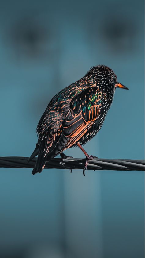 Birds On Powerline, Colorful Bird, Birds, Vase, Human, Animals, Color, Nature