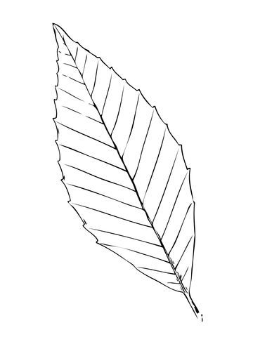 Beech Tree Leaf coloring page from Beechеs category. Select from 27237 printable crafts of cartoons, natur… | Leaf coloring page, Tree coloring page, Coloring pages Beech Tree Leaves, Leaf Template Printable, Printable Leaves, Leaf Coloring Page, Autumn Leaves Craft, Tree Coloring Page, Beech Tree, Leaf Template, Pokemon Coloring Pages