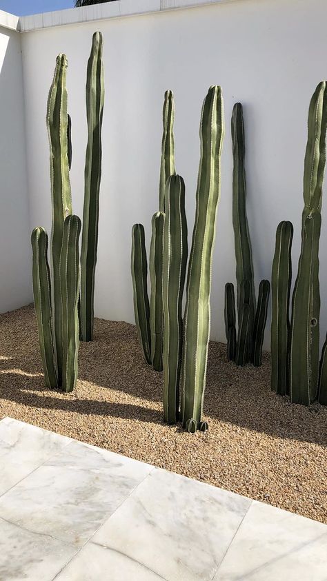 Plant Studio, Blog Post Ideas, Modern Desert, Casa Vintage, Casa Exterior, Desert Homes, Outdoor Gardens Design, Cactus Garden, Creative Blog