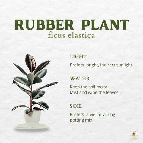 🌿 Rubber Plant (Ficus Elastica) Care Guide 🌿 The Rubber Plant is a stunning addition to any indoor garden with its glossy leaves and easy-going nature. Here's how to keep your Rubber Plant thriving! 🌱✨ Light: • Prefers bright, indirect sunlight. Water: • Keep the soil moist. • Mist and wipe the leaves to keep them clean and healthy. Soil: • Prefers a well-draining potting mix. With these simple care tips, your Rubber Plant will flourish and add a touch of elegance to your home. Happy pla... Rubber Plant Indoor, Rubber Plant Care, Safe House Plants, Plant Obsession, Healthy Soil, Tropical House Plants, Zebra Plant, Tiny Garden, Ficus Elastica