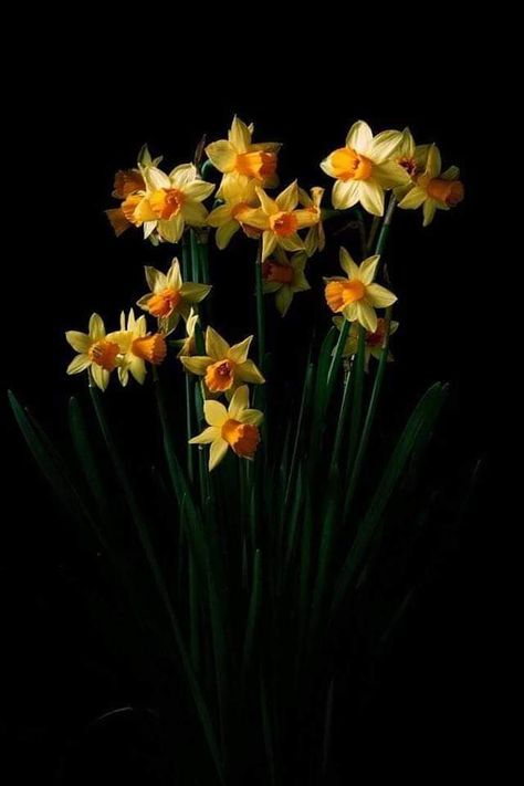 Narcisse Flower, Space Perspective, Flower Picture Frames, Purple Flowers Wallpaper, Sunflowers And Daisies, Narcissus Flower, Daffodil Flower, Dark Flowers, Iphone Background Images