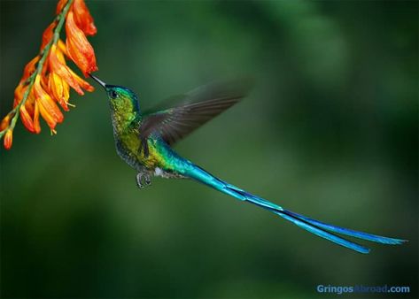 what is Ecuador famous for Hummingbird Wall Art, Blue Tail, Photo Website, Animal Facts, Art Uk, Online Wall Art, Photo Search, Tropical Birds, Cool Countries