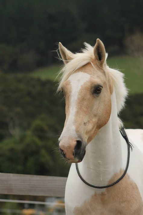 Banjo (Classic Goldrush) (copyright Alycia Burton Freeridingnz) Alycia Burton, Cheval Pie, Bareback Riding, Horse Facts, Palomino Horse, Funny Horses, All The Pretty Horses, Horse Jumping, Horse Equestrian