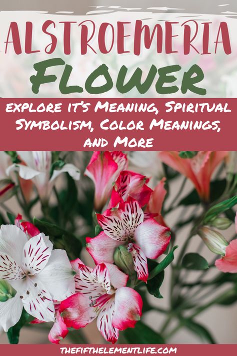 alstroemeria flower meaning Flower To Plant, Alstroemeria Flower, Flower Symbolism, Flower Meanings, Color Meanings, Orange Flowers, How To Find Out, Meant To Be, Blossom