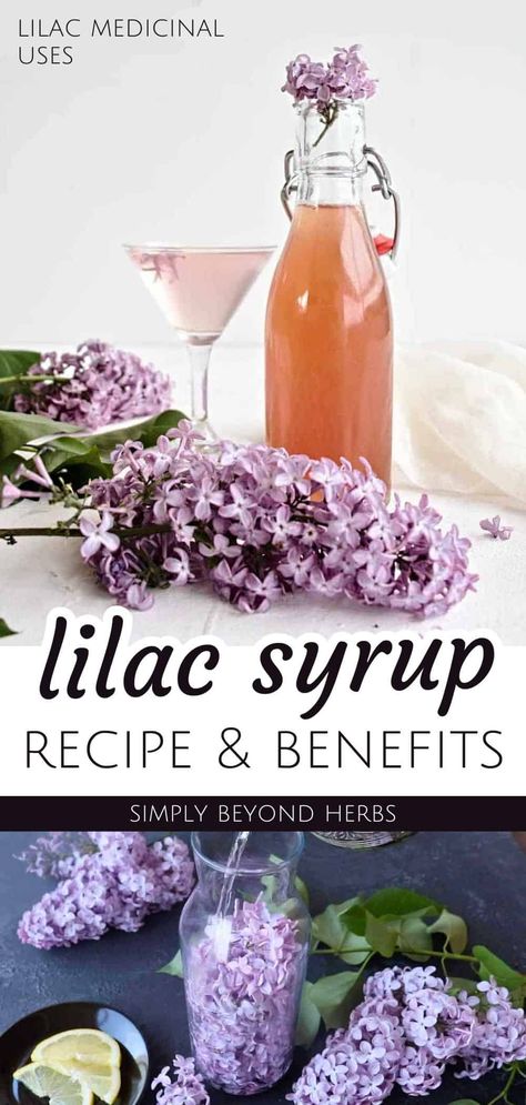 Immerse yourself in the fragrance of spring with our Lilac Syrup Recipe, a highlight of Lilac Recipes & Lilac Medicinal Uses. This simple syrup captures the essence of lilac flowers, perfect for enhancing baked goods, herbal drinks, and cocktails. Made with raw honey, it's a delightful representation of edible flowers and a beautiful DIY gift. Explore more healing flowers and herbal syrups at simplybeyondherbs.com Lilac Syrup Recipe, Lilac Simple Syrup, Lilac Recipes, Herbal Syrups, Lilac Syrup, Lilac Tea, Homemade Syrups, Raw Meals, Simple Syrup Recipe