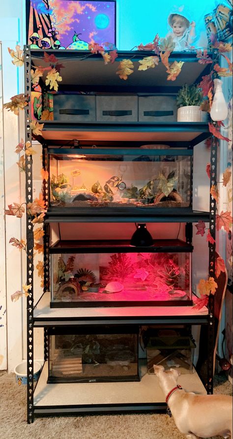 Shelving For Reptiles, Reptile Setup Ideas, Reptile Stand Ideas, Reptile Tank Stand Ideas, Reptile Shelves, Reptile Shelf, Reptile Room Aesthetic, Reptile Setup, Tiger Enclosure