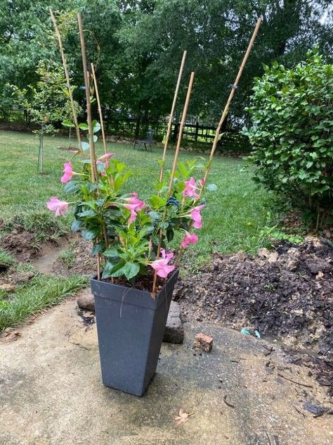 This year I bought a Mandevilla plant. I didn’t know anything about them and soon discovered that this plant needed a trellis to climb on. Now I’m calling this a trellis but it may be more of a obelisk. First, I tried some shorter bamboo and was generally unhappy with how it looked. I went to the internet and found inspiration. I went back and bought a six pack of 6 ft long bamboo stakes. I spray painted them black. You’ll need to roll them as they dry to get all the sides Al… Mandevilla Trellis, Mandevilla Plant, Kill Weeds Naturally, Mandevilla Vine, Simple Trellis, Bamboo Stakes, Plant Bugs, Bamboo Trellis, Diy Trellis