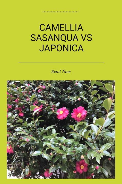 Discover the key differences between Camellia Sasanqua and Camellia Japonica, two stunning species that are popular in gardens. One important distinction is their growing habits and flowering times, which can influence your garden design. Sasanqua tends to flower earlier and is more adaptable to different environments, while Japonica blooms may be larger but require more care. To know more about how these beautiful plants can enhance your garden, check out the full article and unlock the secrets of successful Camellia cultivation. Camellia Tree, Camellia Sasanqua, Australian Gardens, Winter In Australia, Ultimate Backyard, Plant Varieties, Camellia Japonica, Australian Garden, Camellia Flower