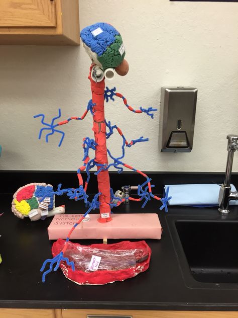 Kids can make their own model of the nervous system with this project... Nervous System School Project, Nervous System Model Project, Neuron Model Projects, Nervous System Craft, Nervous System Model, Nervous System Projects, Human Body Science Projects, Body Systems Project, Nervous System Anatomy