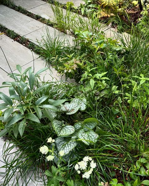 One of our projects in Amsterdam completed last year. Both rear and front garden benefit from the dapple shade of the existing trees on the street and the 22 new ones we added to the property. 🌳🌿 Within the woodland edge planting we used plants such as Astrantia, Heuchera, Tiarella as well as grasses such as Melica uniflora albiflora and Sesleria ‘Greenlee hybrid’. Dryopteris erythrosora and wallichiana are some of the ferns adopted in the scheme. 🌿✨ Last two pictures showing the property b... Melica Uniflora, Dryopteris Erythrosora, Benefits Of Gardening, Front Garden, Grasses, Garden Inspiration, Picture Show, Planting, Amsterdam