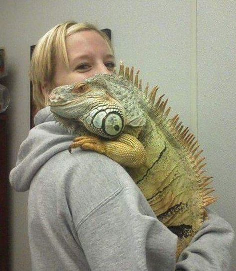 Pet Iguana, Iguana Pet, Large Lizards, Pet Lizards, Green Iguana, Reptile Room, Cute Reptiles, Emotional Support Animal, Reptile Snakes