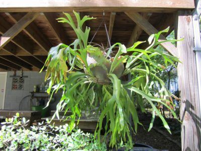 Staghorn Fern Care, Ferns Care, Hanging Plants Diy, Staghorn Fern, Florida Gardening, Hanging Plants Indoor, Moss Garden, Fern Plant, How To Hang