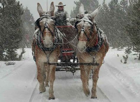 The best Colorado sleigh rides include dinner and entertainment at Two Below Zero in Frisco, CO. Near the Breckenridge, Copper and Keystone Resorts, Two Below Zero has offered an unmatched Rocky Mountain experience for more than 30 years. Frisco Colorado, Sleigh Rides, Below Zero, Ski Vacation, Starry Night Sky, Sleigh Ride, Adventure Park, Get Directions, Rocky Mountain