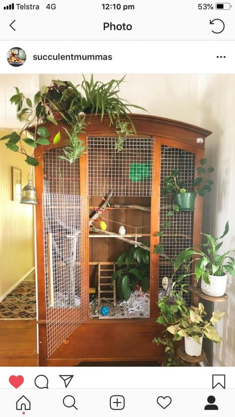 Bird Atrium In House, Homemade Bird Cage Ideas, Natural Bird Cage, Budgies Bird Cage, Bird Cage Ideas Indoor, Bird Cage Ideas Diy, Bird Cage Setup, Bird Cage Diy, Bird Cage Ideas