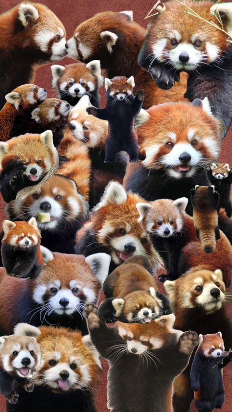 Panda Collage, Red Panda Cute, Red Pandas, Panda Art, Baby Animals Pictures, Silly Cats Pictures, Goofy Pictures, Trash Panda