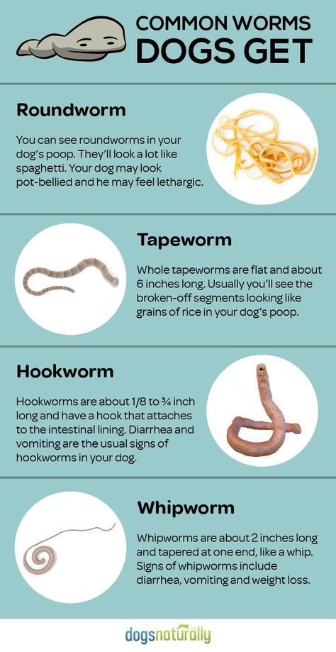 Feed These Everyday Foods To Get Rid Of Dog Worm Natural Dewormer For Dogs, Dog Worms, Deworming Dogs, Vet Tech School, Veterinary Tech, Vet Tech Student, Vet Technician, Worms In Dogs, Dog Remedies