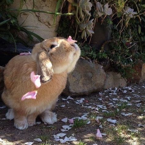 Little Animals, Cute Little Animals, Adorable Animals, Buns, Cute Stuff, Rabbits, My Aesthetic, Fur Babies, Baby Animals