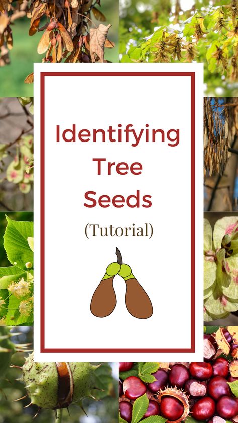 Learn to identify our most common tree seeds with this easy, illustrated tutorial. #treeseeds #identifyingtrees #helicopterseeds #mapleseeds #conkers #acorns #lindenseeds #wychelm #ashkeys #naturewalks #naturescavengerhunt Tree Identification Chart, Identifying Trees, Sycamore Seed, Pine Seeds, Autumn Activity, Nature Studies, Tree Identification, Elm Tree, Homeschooling Ideas