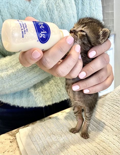 Feeding Kittens, Feeding Baby, Strong Bones, A Piece Of Cake, Baby Kittens, Piece Of Cake, Bottle Feeding, Piece Of Cakes, Baby Bottles