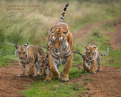 A Family of Tigers be a great full back Tattoo Tiger Family, Tiger Photography, Tiger Pictures, Kitten Care, Wildlife Photos, Cheetahs, Lynx, Animal Photo, Beautiful Cats