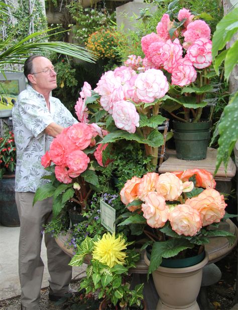 Flower Tuberous Begonia | The grower Pau Carlisle adjusting the display. Osiria Rose, Easy To Grow Houseplants, Tuberous Begonia, Orchid Planters, Herb Garden Kit, Home Garden Plants, Flower Care, Rare Flowers, Garden Kits