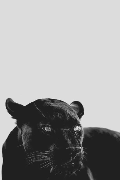 Black Panther Wallpaper, Black Jaguar Animal, Panther Wallpaper, Jungle Photography, Phone Wallpapers Vintage, Sticker Design Inspiration, Instagram Background, Cover Photo Quotes, Iphone Wallpaper Photos