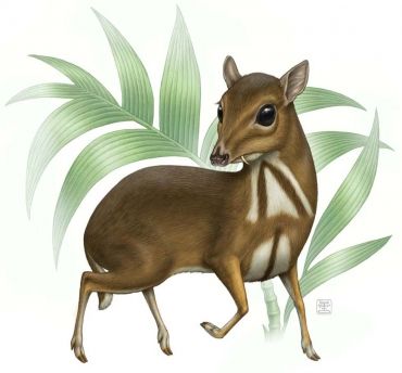 Illustration by Raoul Deleo for Artis, the Royal Amsterdam Zoo. This is the Java mouse-deer, number nine out of a series of ten "Forgotten Animals". Animals in the zoo that are easily forgotten because they are too small or a bit ugly. Or sometimes because they are located near a well known or attractive animal. Mouse Deer Drawing, Malay Architecture, Max And Roxanne, Mouse Deer, Vip Ticket, Deer Drawing, Engraving Illustration, In The Zoo, Surface Decoration