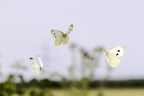 A great year to be a cabbage white butterfly: why are there so many and how can you protect your crops? — The Conversation AU Cabbage White Butterfly, Cabbage Butterfly, Art Final, White Butterfly, Tower Bridge, How Can, You Can Do, Butterflies, This Year