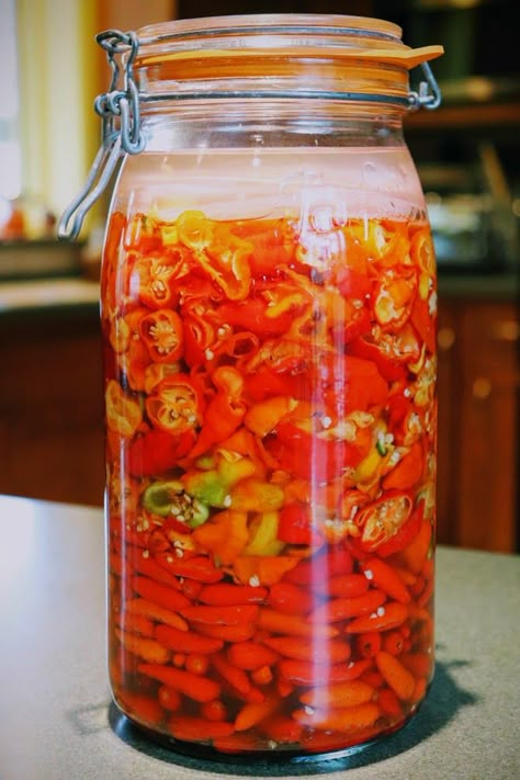 For The Love Of Condiments: brine fermented peppers as a base for hot sauce and fiery barbecue sauce – Tim's Food Obsession Fermented Chilli Sauce, Fermented Habanero, Hot Pepper Vinegar, Fermented Chilli, Fermented Peppers, Fermented Hot Sauce Recipe, Giardiniera Recipe, Fermented Hot Sauce, Pepper Vinegar