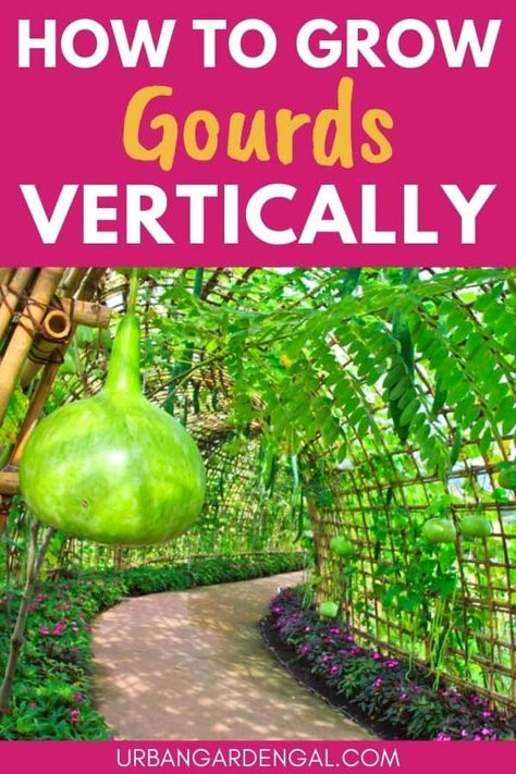 How To Grow Gourds Vertically - Urban Garden Gal Trellis For Gourds, Growing Gourds Trellis, Gourd Trellis Ideas, Planting Gourds, Pumpkin Trellis Ideas, Gourd Trellis, Gourd Garden, Growing Gourds, Gourd Plant