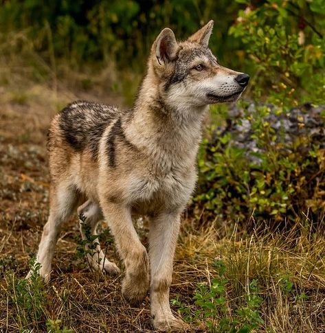 Hourly Wolves on Twitter: "HourlyWolves presents:… " Wolf Puppies, Dire Wolves, Wolf Puppy, Wolf Poses, Wolf Husky, Wolf Images, Wolf Photography, Wolf Pup, Wolf Photos