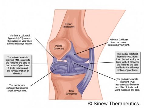 Pcl Injury, Torn Ligament In Knee, Knee Bursitis, Knee Anatomy, Bursitis Knee, Mcl Injury, Knee Meniscus, Healthy Knees, Knee Pain Stretches