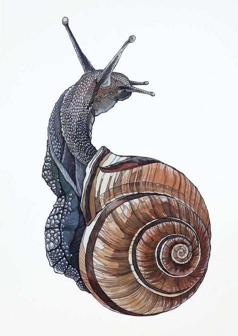 Snail Drawings, Drawing Snail, Irene Meniconi, Mushroom Sketch, Snail Tattoo, Snail Art, Pencil Watercolor, Bug Art, Animal Drawing