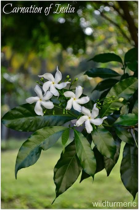 Kerala Flowers, Flowering Plants In India, Flowers Name In Hindi, Carnation Plants, Chudidhar Designs, Herbs Benefits, Kerala Nature, Ayurvedic Plants, Indian Medicine