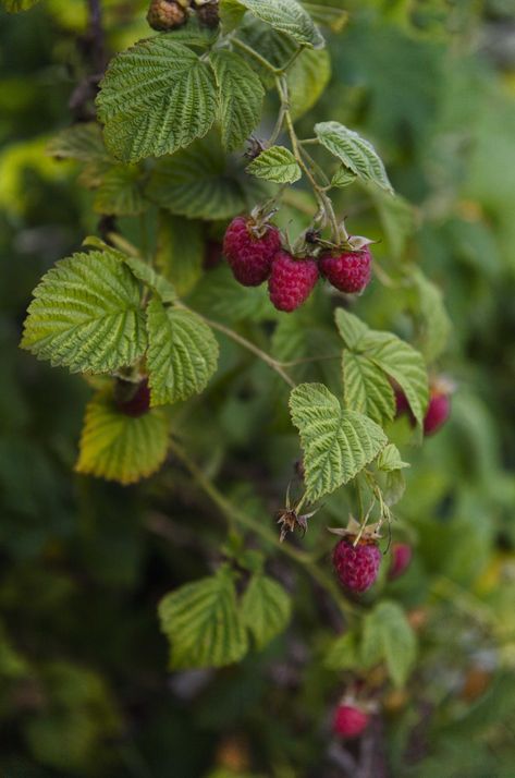 Rasberry Bushes, Raspberry Photography, Raspberry Branch, Forest Neighborhood, Raspberry Plant, Wild Raspberries, Raspberry Leaves, Forest Berries, Raspberry Bush