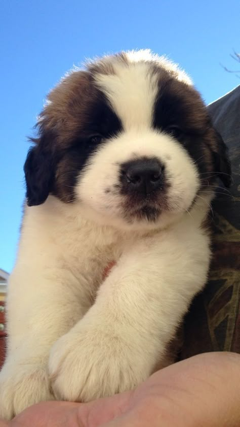 Baby St Bernard Puppies, At Bernard Puppies, St Bernard Puppy Aesthetic, Saint Bernard Puppies, Saint Bernard Puppy, Saint Bernard (dog), Saint Bernards, St Bernard Puppy, St Bernards