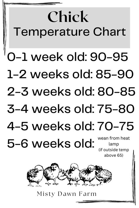 Raising chicks is a lot easier than you might think. By following these few simple tips, the flock of your dreams can easily become a reality. But be careful, chicken math is real… Chicken Math, Raising Chickens 101, Chickens 101, Temperature Chart, Misty Dawn, Raising Chicks, Farm Fresh Eggs, Raising Chickens, Fresh Eggs