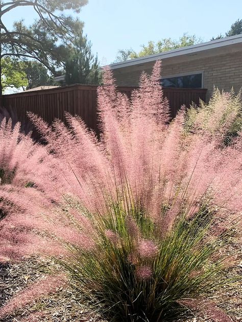 Pink Grass Plant, Muhly Grass Pink, Pink Muhly Grass Ideas, Pink Muhly Grass Landscapes, Muhly Grass Landscaping, Pink Muhly, Grass Landscaping, Pink Grass, Late Summer Flowers