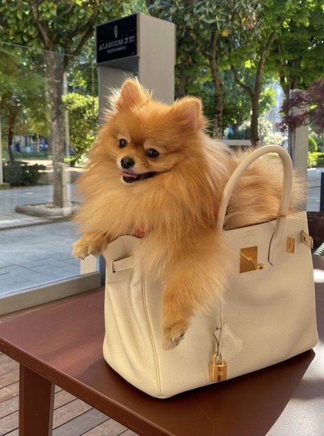 Dog Mommy, Dog Photoshoot, Pomeranian Puppy, Dream Dog, Future Lifestyle, Little Puppies, Cute Pets, Baby Dogs