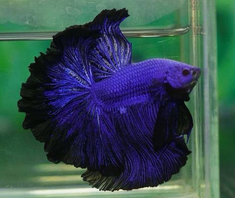 Purple Black Lace Rosetail. Siamese Fish, Betta Fish Tank Ideas, Betta Fish Types, Betta Fish Care, Pretty Fish, Diy Tank, Betta Fish Tank, Beta Fish, Carpe Koi