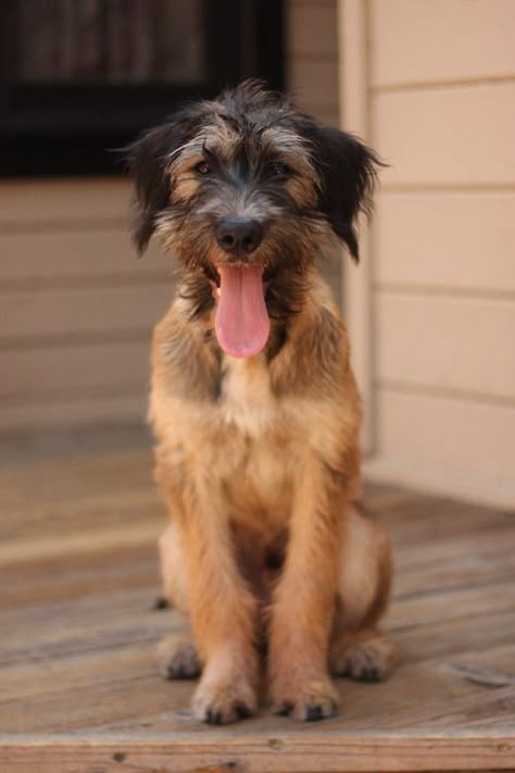 Mutts are just awesome. There are plenty of advantages to having a mixed-breed dog. Here are a few reasons our non-purebred buddies are so great. National Mutt Day, Handsome Dog, Russian Terrier, Scruffy Dogs, Mutt Dog, Black Russian Terrier, December 2nd, Winn Dixie, Black Russian