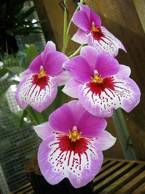 Miltonia Orchid, Orchid Terrarium, Magic Flower, Growing Orchids, Exotic Orchids, Perennial Herbs, Wonderful Flowers, Orchid Care, Beautiful Orchids