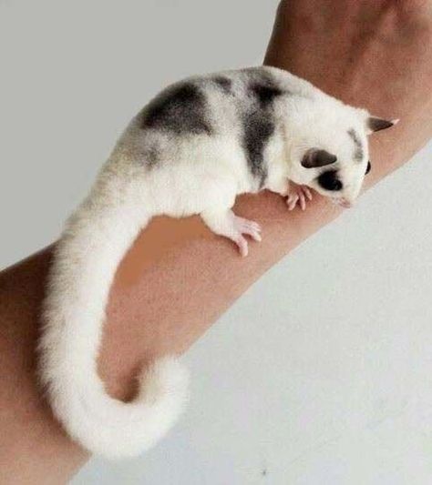 Sugar Glider Cute, Sugar Glider Baby, Sugar Glider Pet, Sugar Bears, Sugar Gliders, Gerbil, Sugar Glider, Animal Tattoos, Funny Animal Pictures