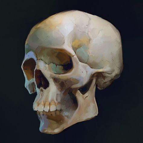 Sinix (@sinixdesign) | Instagram Skull Digital Art, Skull Paintings, Skull Reference, Reference Photos For Artists, A Level Art Sketchbook, Corel Painter, Anatomy For Artists, Skull Painting, Human Skull