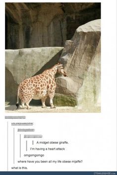 Giraffe Meme, Animal Fun, Funny Tumblr Posts, Animal Memes, Tumblr Funny, Cute Funny Animals, Funny Posts, Funny Cute, Animals And Pets