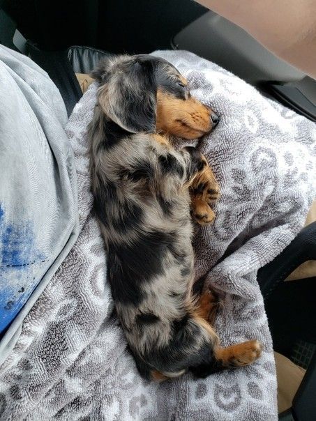 Quite a few dogs out there have the power of making even the most tough-looking person go whosagoodboyyesyouare in a high-pitched voice. Spotted Wiener Dog, Spotty Sausage Dog, Dashhound Puppies Long Hair, Baby Dashound, Weener Dogs Puppies, Wiener Dog Aesthetic, Dashund Dogs, Mini Weiner Dog, Weiner Dog Puppies