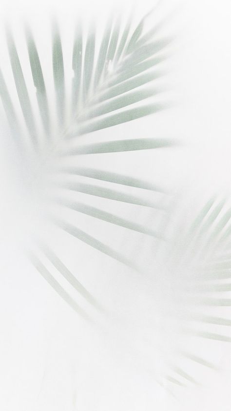 Palm Tree Shadow, Tree Shadow, Wallpaper Minimal, Green Palm Leaves, Off White Background, White Background Wallpaper, Leaf Images, Blur Photo, White Background Photo